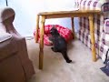 Kitty love affair... Kitty love affair...
