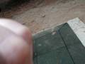 videos de Chloe Laps