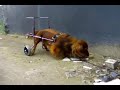 Rollstuhl f�r Kaninchen teckel behindert