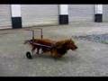Rollstuhl für Kaninchen teckel behindert