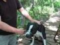 title="Dog