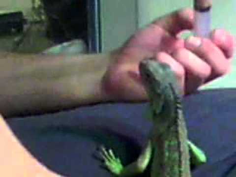 how to cure a sick iguana