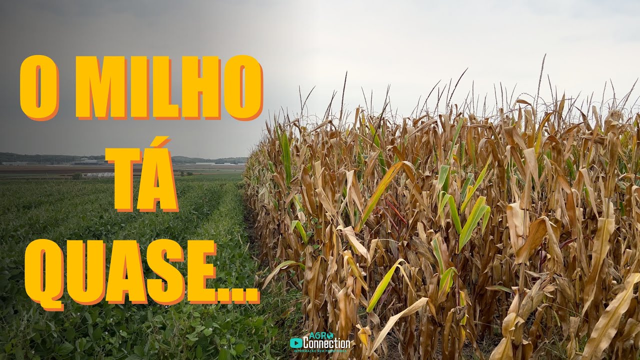 Safra Soja e Milho EUA 2025 - O Milho Está Entrando Na Reta Final