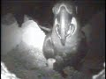 Hyacinth macaw feeding baby in next box