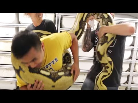 YouTube reptile video