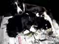 Jill met puppies 