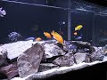 75 Gallon Mbuna 1 75 Gallon Mbuna 1