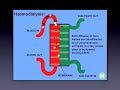 Hemodialysis