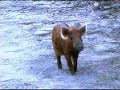 Spring Hog Hunt South Carolina