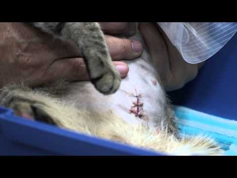 how to dissolve stitches