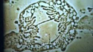 Мінливість