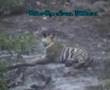 Male Cub of Churbera Tigress Bandhavgarh National Park