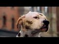 Spot Dog float wink parade floats super bowl XLI commercial Spot Dog float wink parade floats super bowl XLI commercial
