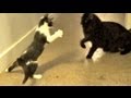 Ninja Kittehs!