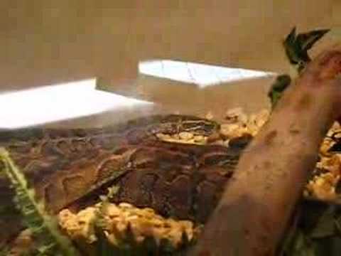 Indian Python