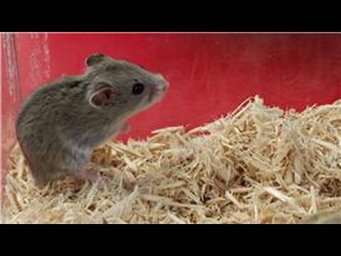 how to properly care for a dwarf hamster