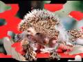TUDOR   GHEORGHE----Cantec pentru   copii - videoclip