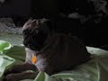 otis after a bath