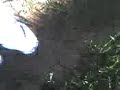 totoya.