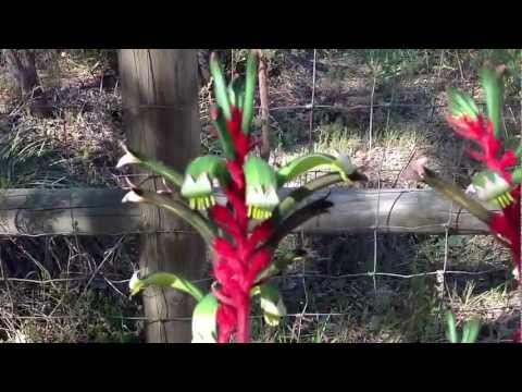 how to fertilize kangaroo paw