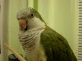 JoJo and Chickie caiques- a noisy morning