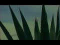 Oaxaca Tierra de Artistas