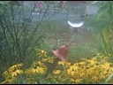 Hummingbird Feeding Hummingbird Feeding