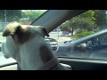 Austin Carlile – austin singing in the car 