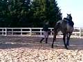 bad lunge with jasper