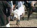 videos de Anjum