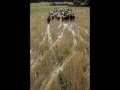 videos de Des brebis et des hommes