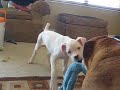 Winston and Ace Playing Tug-O-War