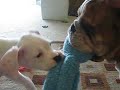Winston and Ace Playing Tug-O-War