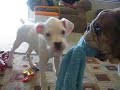 Winston and Ace Playing Tug-O-War