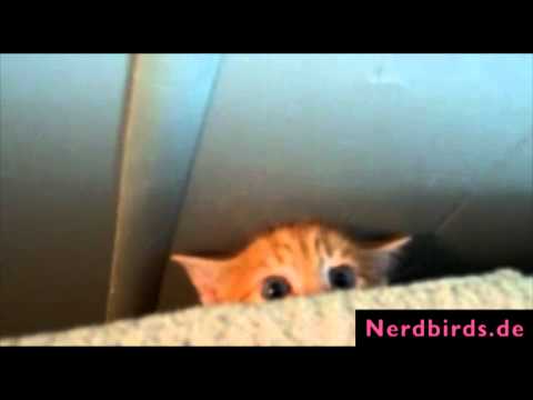 katze - http://www.nerdbirds.de | Lustige kleine Baby Kätzchen - Top10 Ranking Hinterlasse einen Kommentar und bewerte dieses süße Video... Süße & lustige Halsketten...