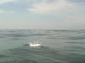 Ladyfish on fly