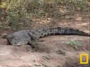 savage-tree-crocodile-crocodile-monitor.html