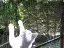 British Shorthair Kimo climbs up and down British Shorthair Kimo climbs up and down