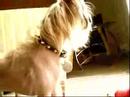 barks