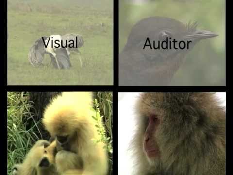 Animal Communication - One of over 1000 videos available on Skwirk.com.au.