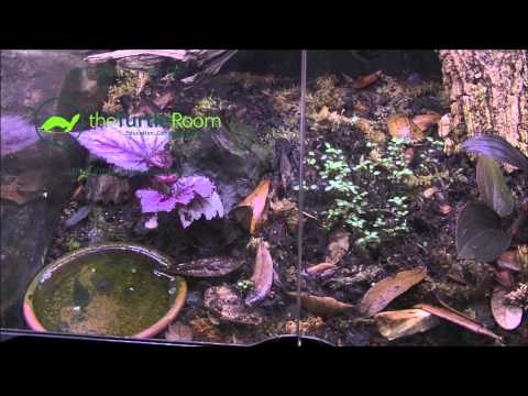 YouTube reptile video