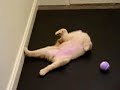 Upside Down Puppy Tail Grab