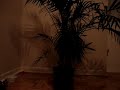 el gato y la planta el gato y la planta