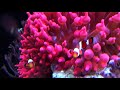 Amphiprion occelaris