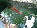 el cisne en el laberinto d´horta barcelona