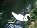 el cisne en el laberinto d´horta barcelona