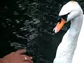 el cisne en el laberinto d´horta barcelona