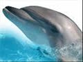 Titanic song - featuring dolfins