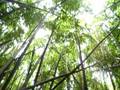 in da bamboo in Hawaii