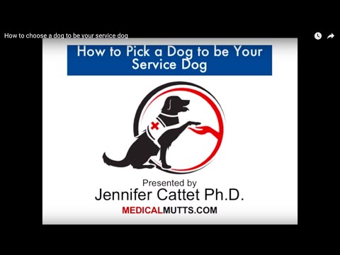 video-linktoworks-How to choose a dog to train as your service dog